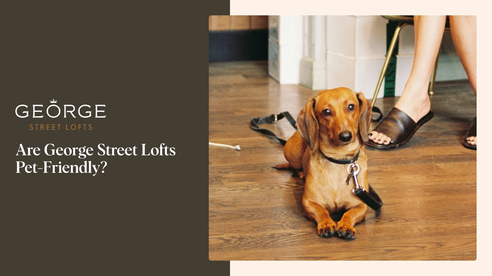 Are George Street Lofts Pet-friendly?